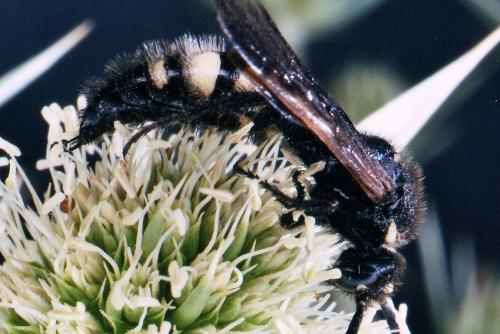 Scolia fuciformis