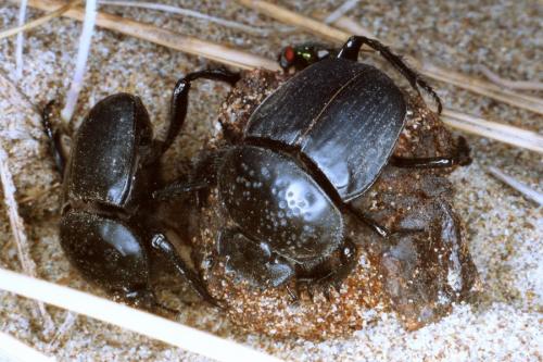 Réf. 40 762 : Scarabaeus semipunctatus