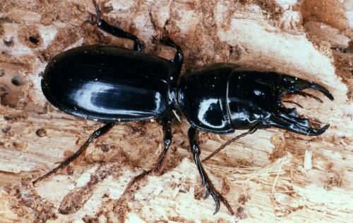Scarites buparius