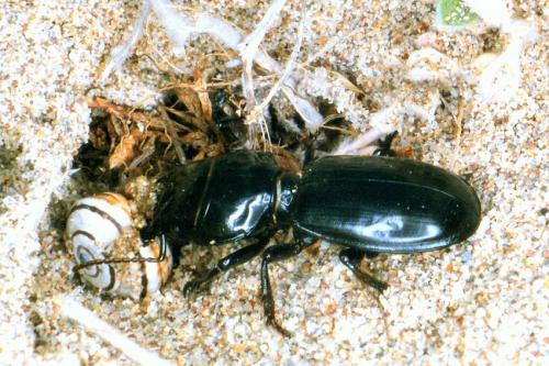 Scarites buparius