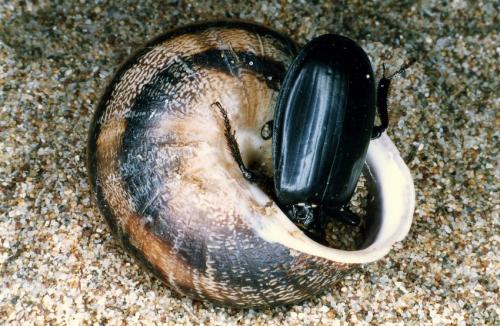Scarites buparius