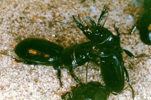 Scarites buparius