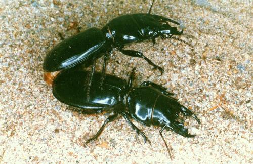 Scarites buparius