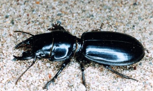 Scarites buparius