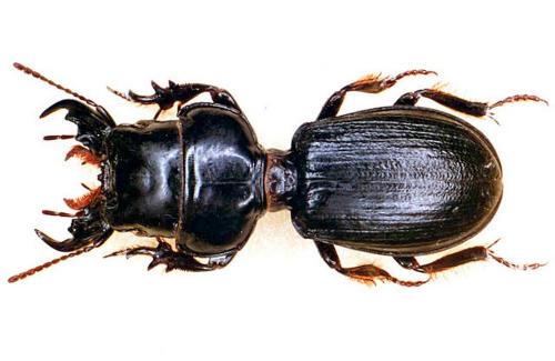 Scarites buparius