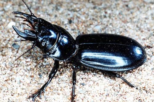 Scarites buparius