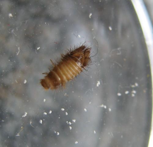 Anthrenus sp.