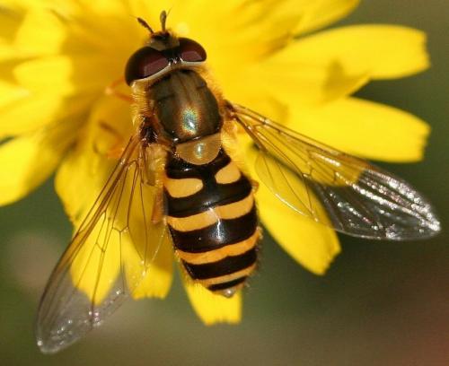 Réf. 40 982 : Syrphus ribesii