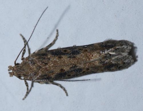 Réf. 40 129 : Scrobipalpa sp.