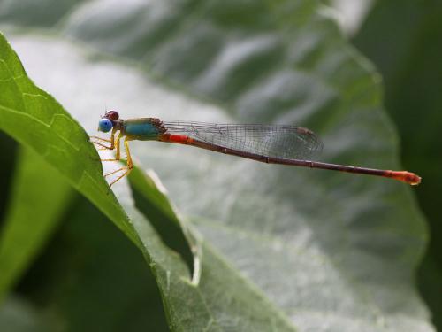 Ceriagrion cerinorubellum