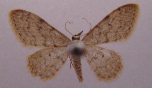 Idaea sp.