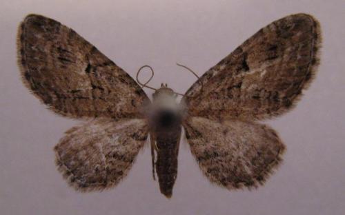 Eupithecia pusillata