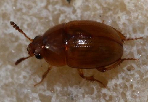 Leiodes sp.