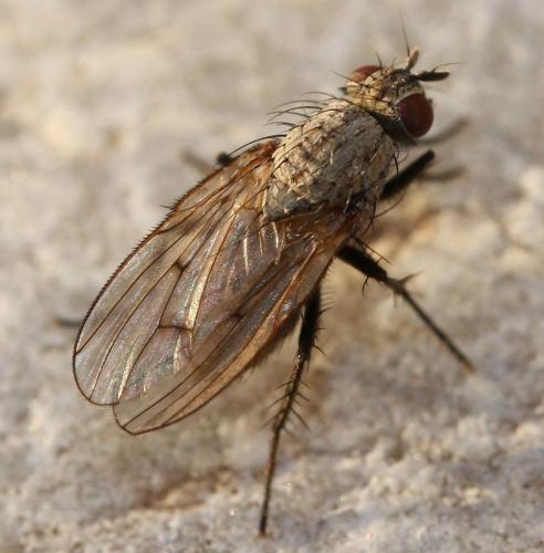 Anthomyia liturata