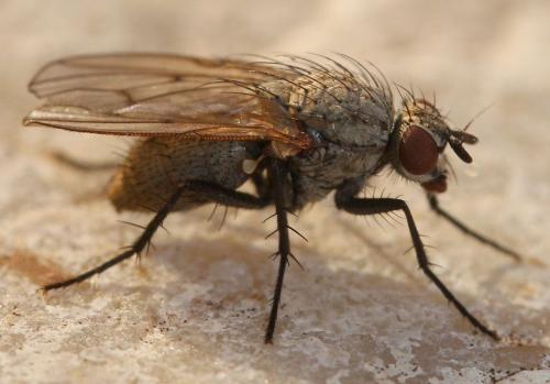 Anthomyia liturata