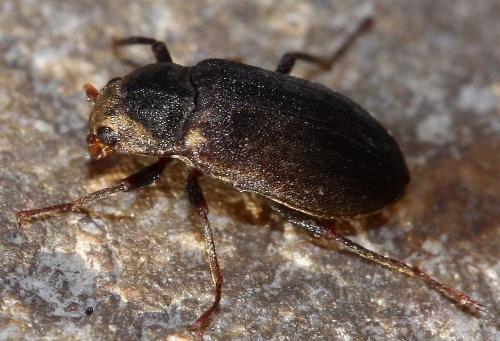 Pomatinus substriatus