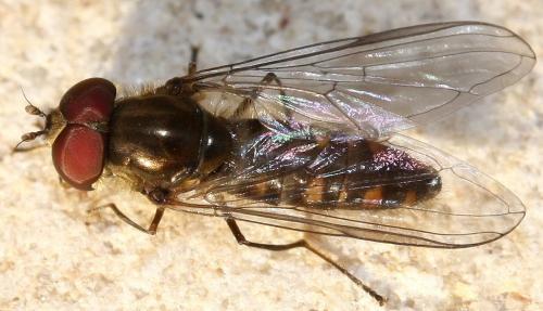 Episyrphus balteatus