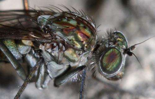 Liancalus virens