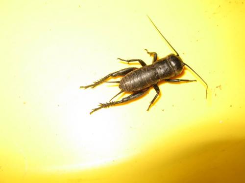 Gryllus campestris