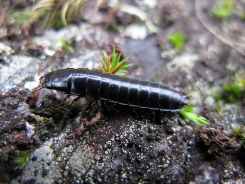 Réf. 40 588 : Carabus sp.