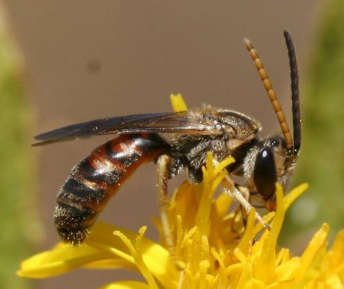 Réf. 40 314 : Lasioglossum sp.