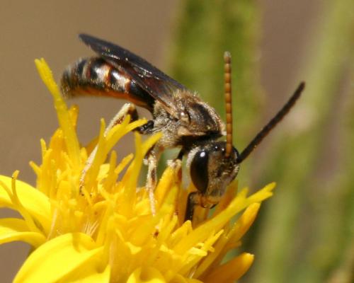Lasioglossum sp.