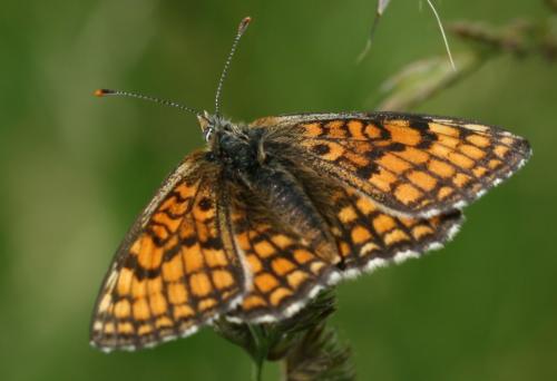 Réf. 40 899 : Melitaea sp.