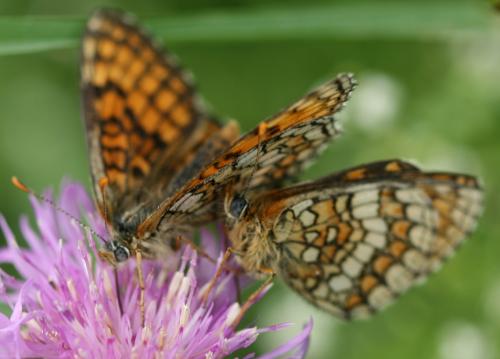 Melitaea sp.