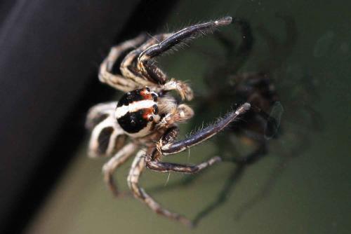 Réf. 40 777 : Plexippus paykulli