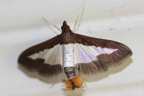 Diaphania indica