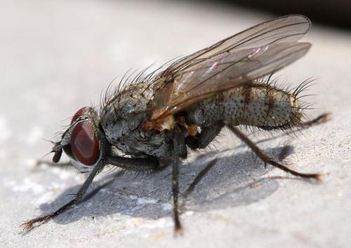 Leucophora sp.