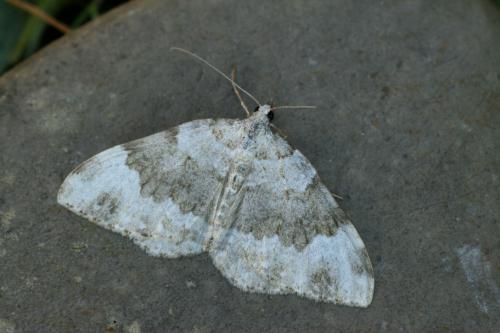 Nebula tophaceata