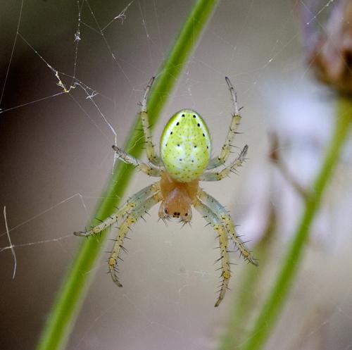 Réf. 40 999 : Araniella sp.