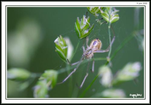 Enoplognatha sp.
