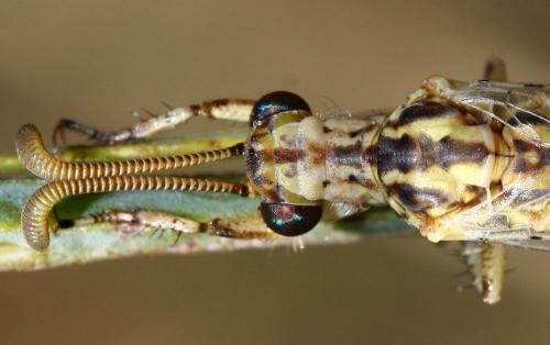 Réf. 40 936 : Macronemurus appendiculatus