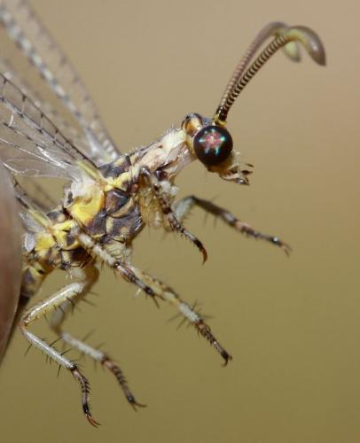 Réf. 40 935 : Macronemurus appendiculatus