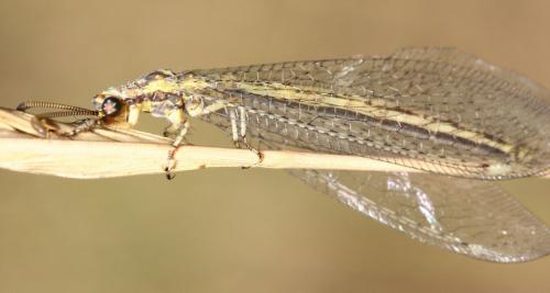 Réf. 40 934 : Macronemurus appendiculatus