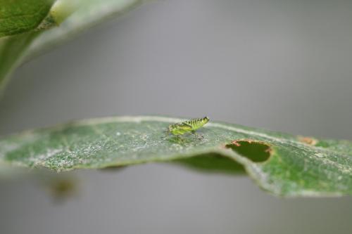 Réf. 40 487 : Empoasca sp.