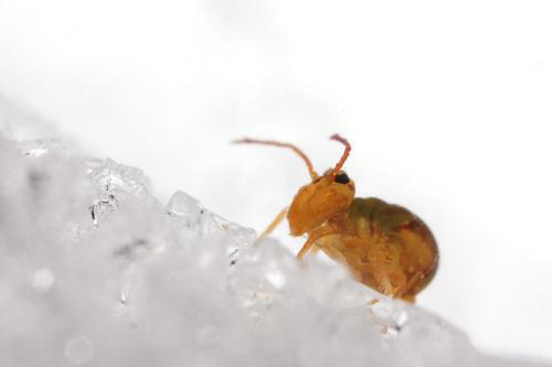 Dicyrtomina ornata