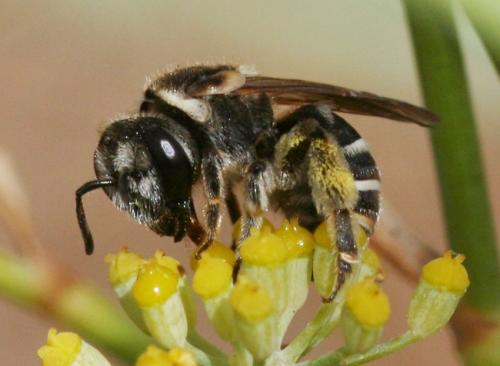 Réf. 40 569 : Nomiapis sp.