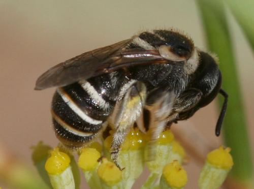Réf. 40 570 : Nomiapis sp.