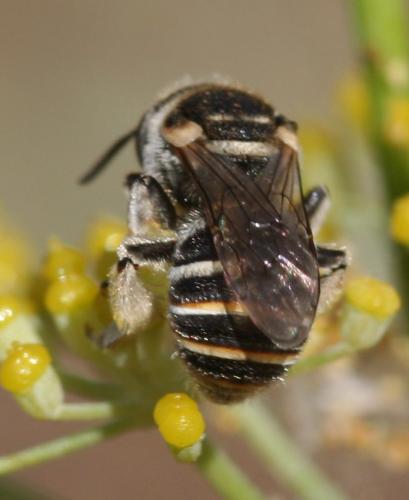 Réf. 40 571 : Nomiapis sp.