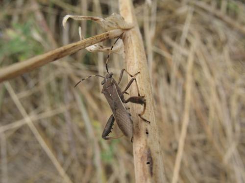 Camptopus lateralis