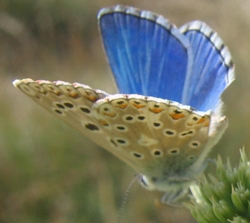 Polyommatus bellargus