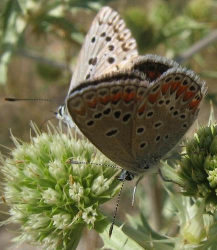Polyommatus sp.