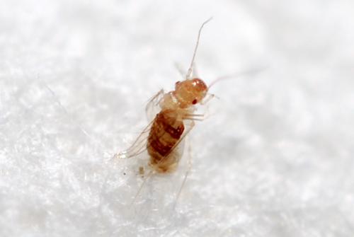 Dorypteryx domestica