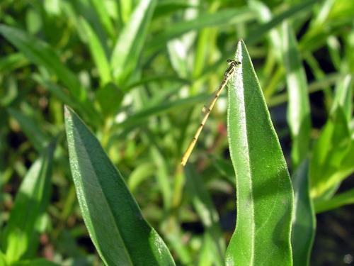 Réf. 40 750 : Ischnura hastata