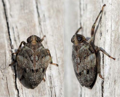Issus coleoptratus