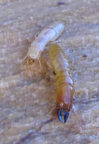 Kalotermes flavicollis