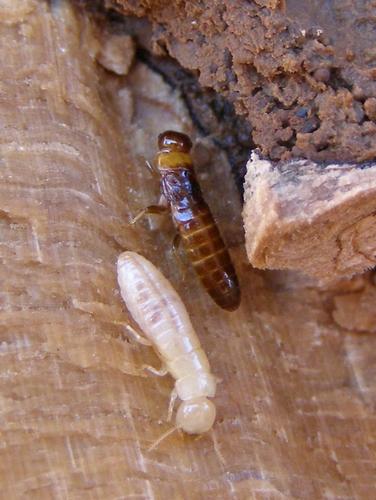 Kalotermes flavicollis